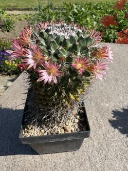 Mammillaria oaxaca